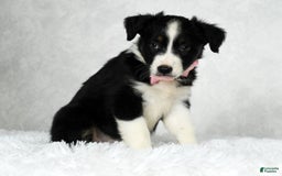 Miniature Australian Shepherd dogs for sale: Ellie - Image 1