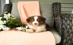Australian Shepherd dogs for sale: Enzo - Image 4