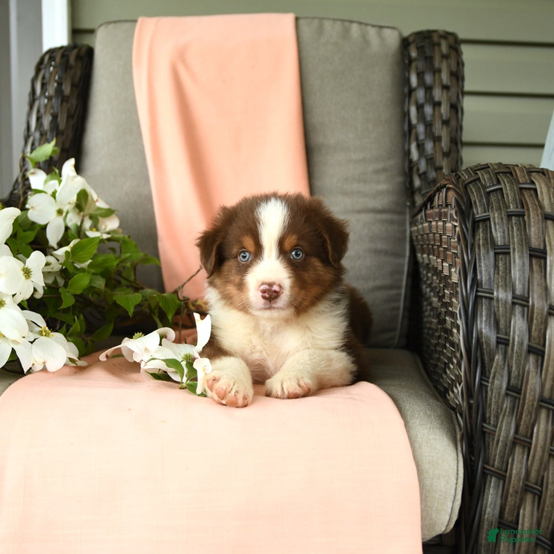 Australian Shepherd dogs for sale: Enzo - Image 4