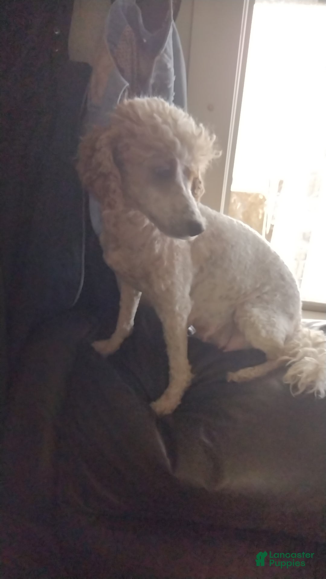 Mini Goldendoodle dogs for sale: Tippy - Image 5