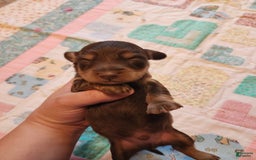 Miniature Dachshund dogs for sale: Casper - Image 6