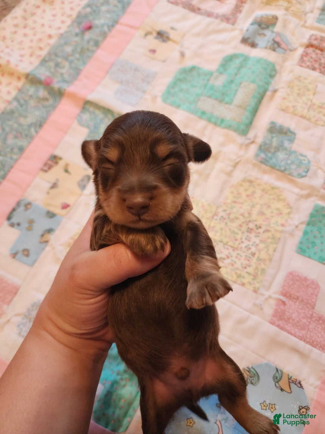 Miniature Dachshund dogs for sale: Casper - Image 6