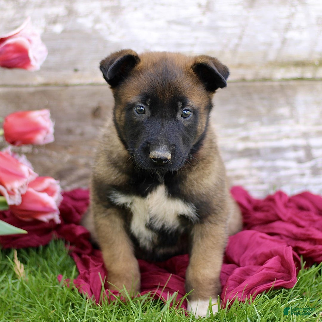 Belgian Malinois dogs for sale: Jasmine - Image 2
