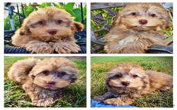Havapoo dogs for sale: Jazzy - Image 1
