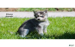 Alaskan Klee Kai dogs for sale: Kiana - Image 1