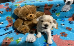 Cavapoo dogs for sale: Male 1 Cream Blonde - Image 3