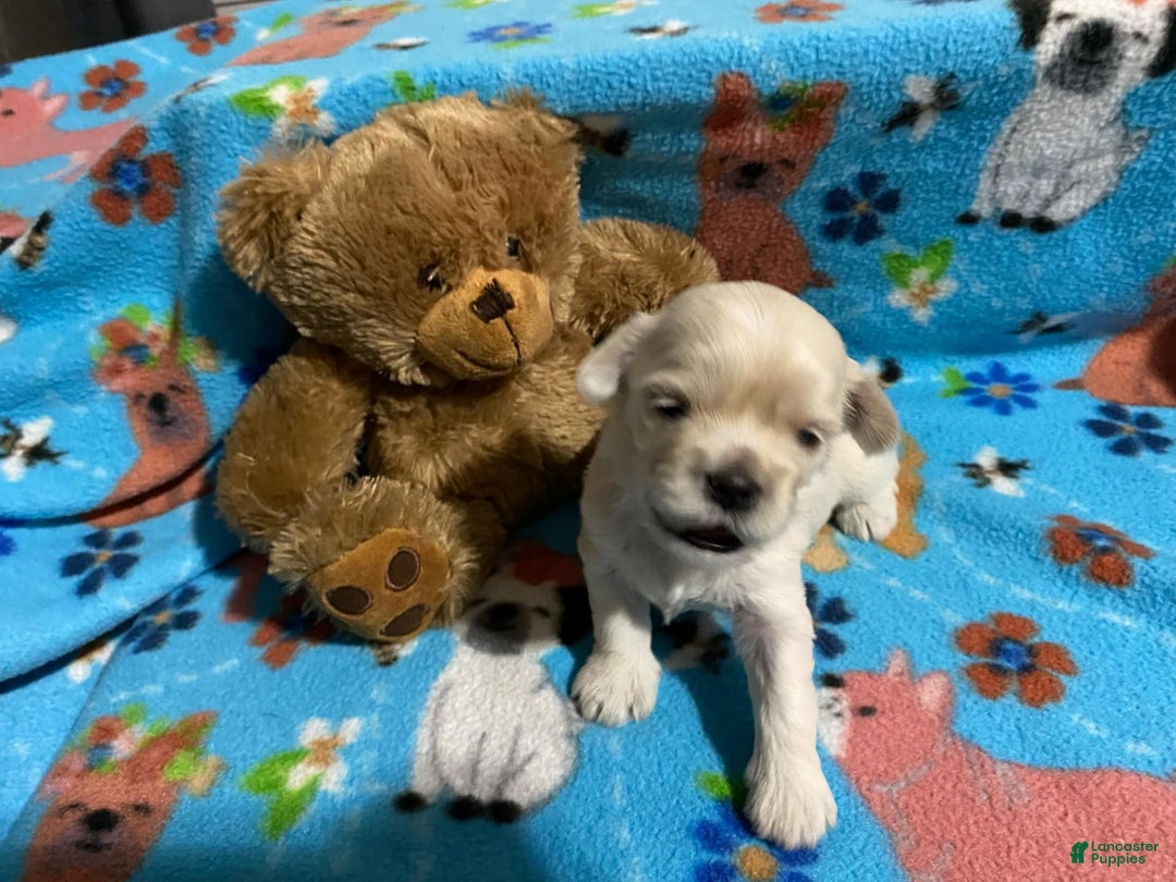 Cavapoo dogs for sale: Male 1 Cream Blonde - Image 3