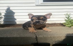 French Bulldog dogs for sale: Rocky - Image 5