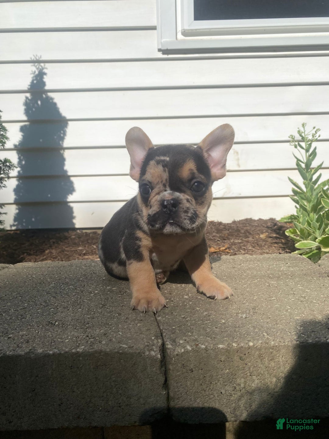 French Bulldog dogs for sale: Rocky - Image 5