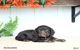 Cocker Spaniel dogs for sale: Nash - Image 1