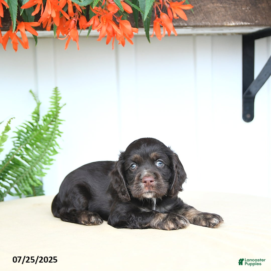 Cocker Spaniel dogs for sale: Nash - Image 1