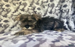 Miniature Schnauzer dogs for sale: Huck - Image 6