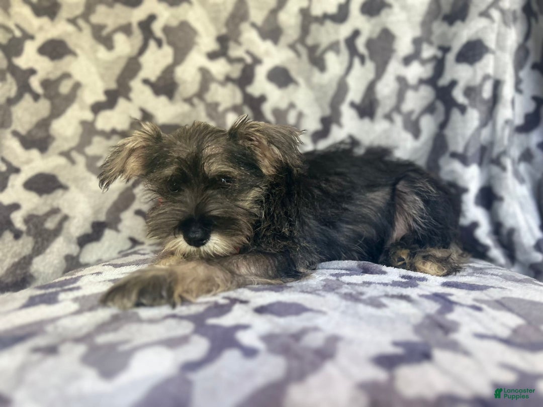 Miniature Schnauzer dogs for sale: Huck - Image 6