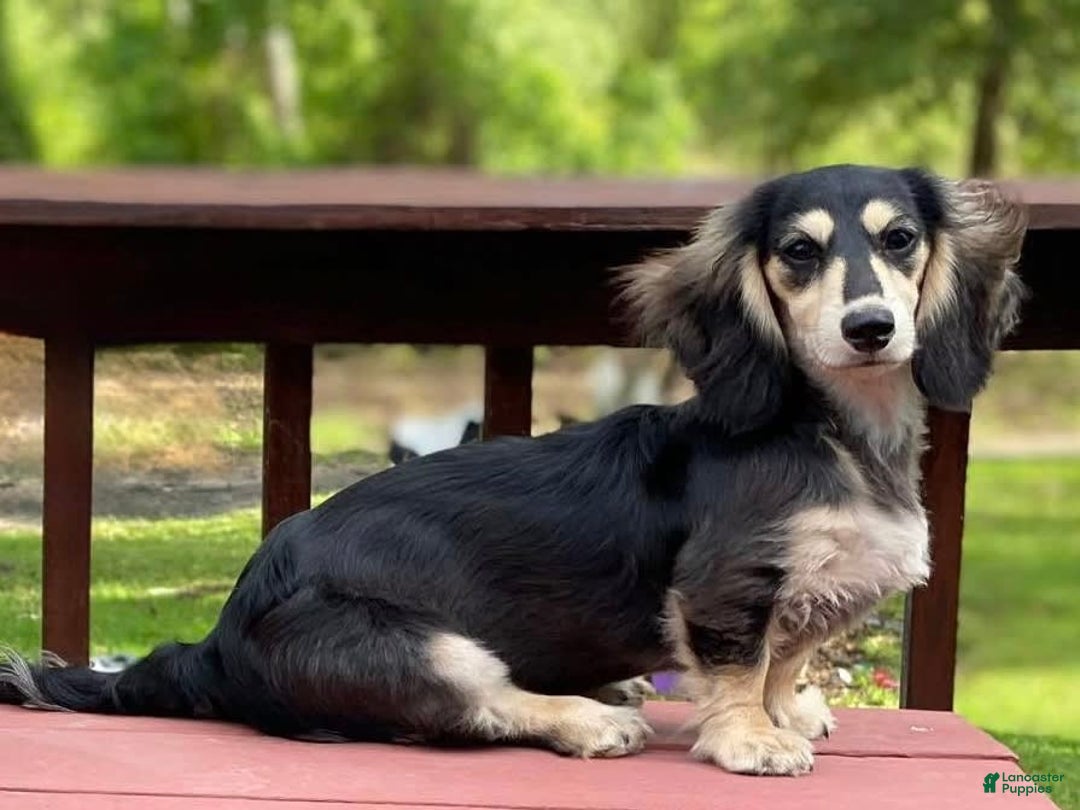 Miniature Dachshund dogs for sale: Birdie - Image 3