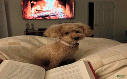 Miniature Poodle dogs for sale: Poppy - Image 13