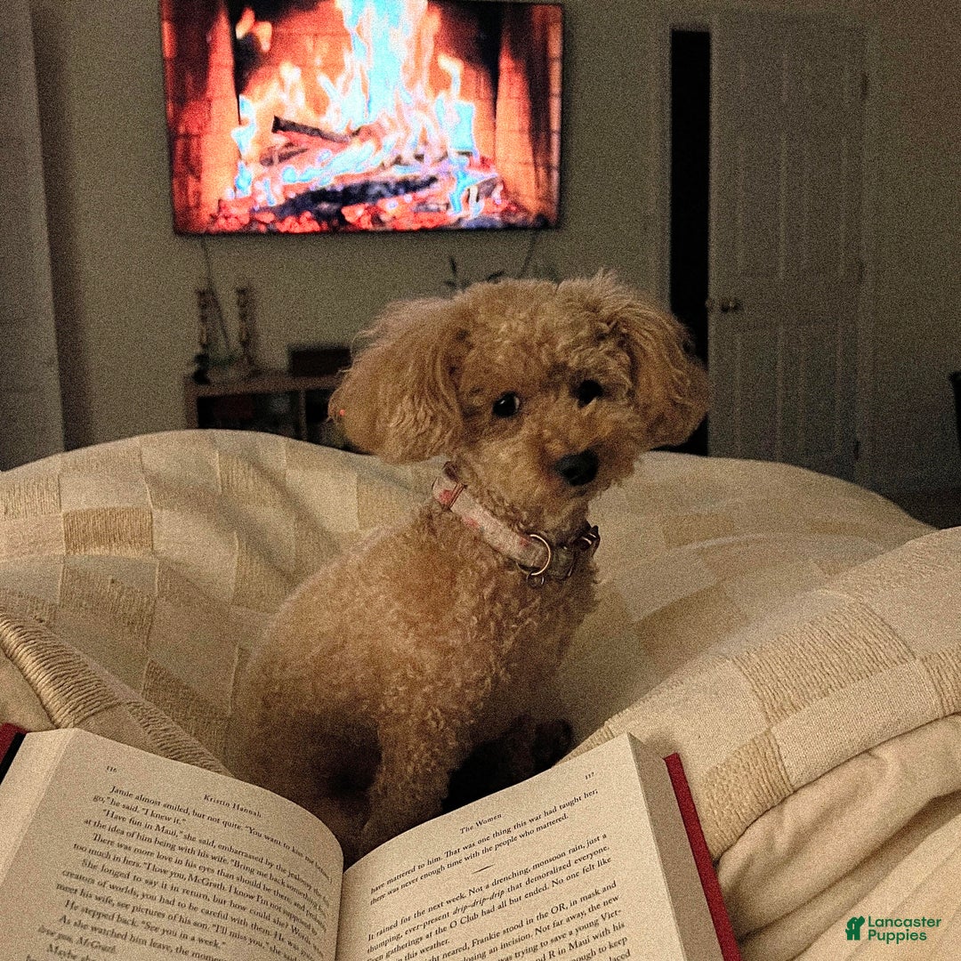 Miniature Poodle dogs for sale: Poppy - Image 13
