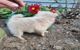 Pomeranian dogs for sale: Cameron - Image 6