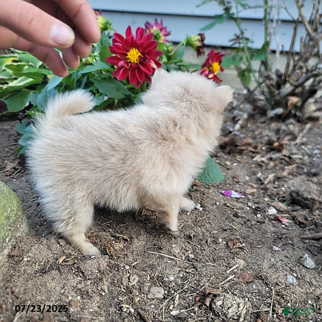 Pomeranian dogs for sale: Cameron - Image 6