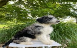 Aussiedoodle dogs for sale: Tucker - Image 4