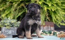 German Shepherd dogs for sale: Arya - Image 3