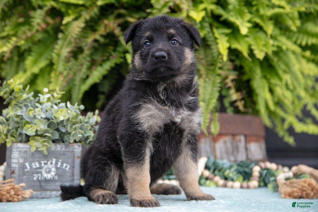 German Shepherd dogs for sale: Arya - Image 3