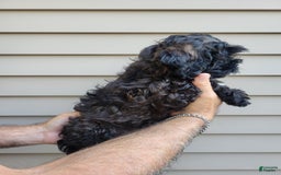 Morkie dogs for sale: Mason - Image 6