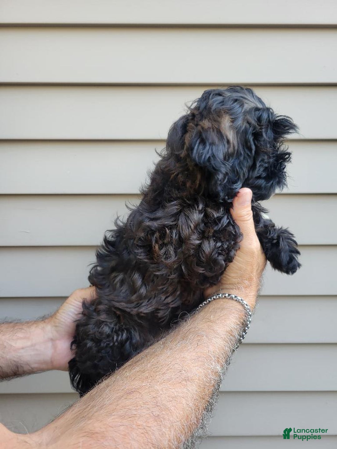 Morkie dogs for sale: Mason - Image 6