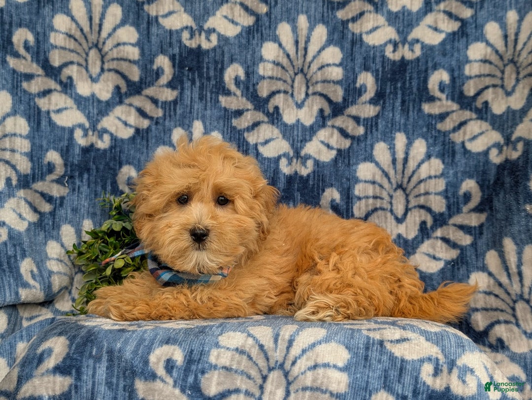 Maltipoo dogs for sale: Whelan - Image 11
