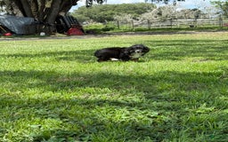  dogs for sale: Toy Australian Shepherd 2 puppies - Image 19
