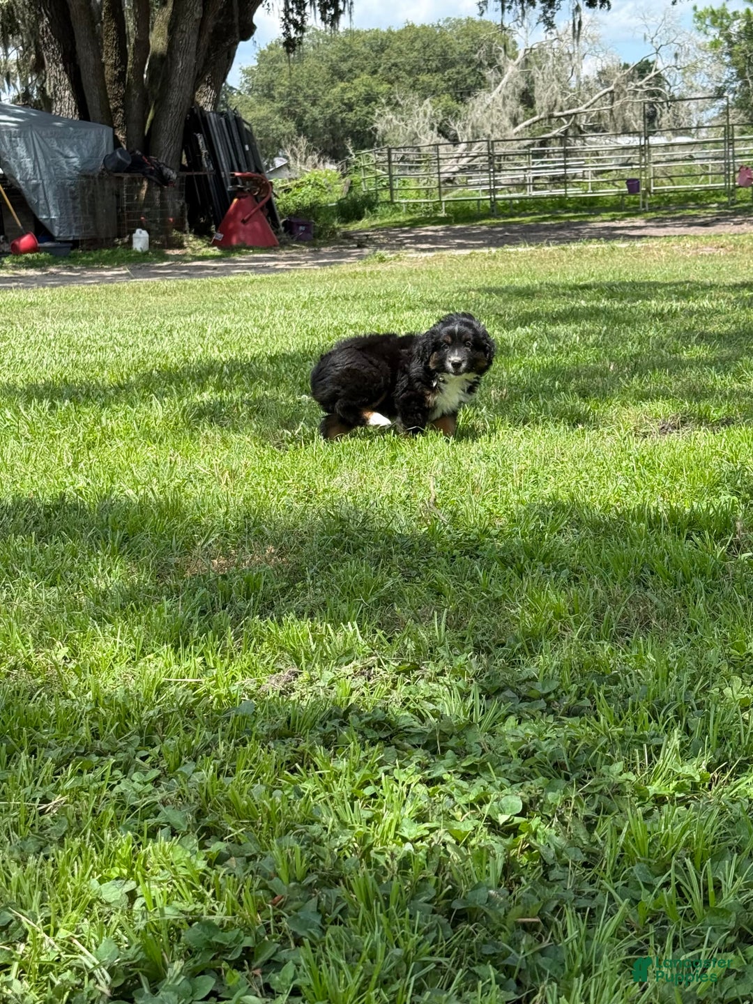  dogs for sale: Toy Australian Shepherd 2 puppies - Image 19