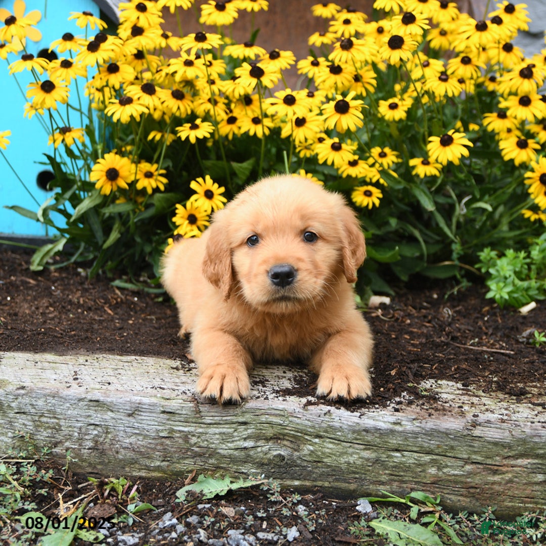 Golden Retriever dogs for sale: Frodo - Image 5