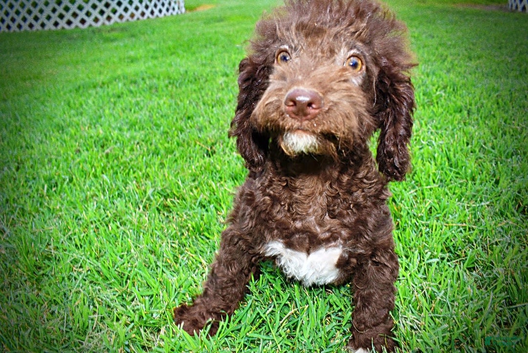 Havapoo dogs for sale: Teddy - Image 22