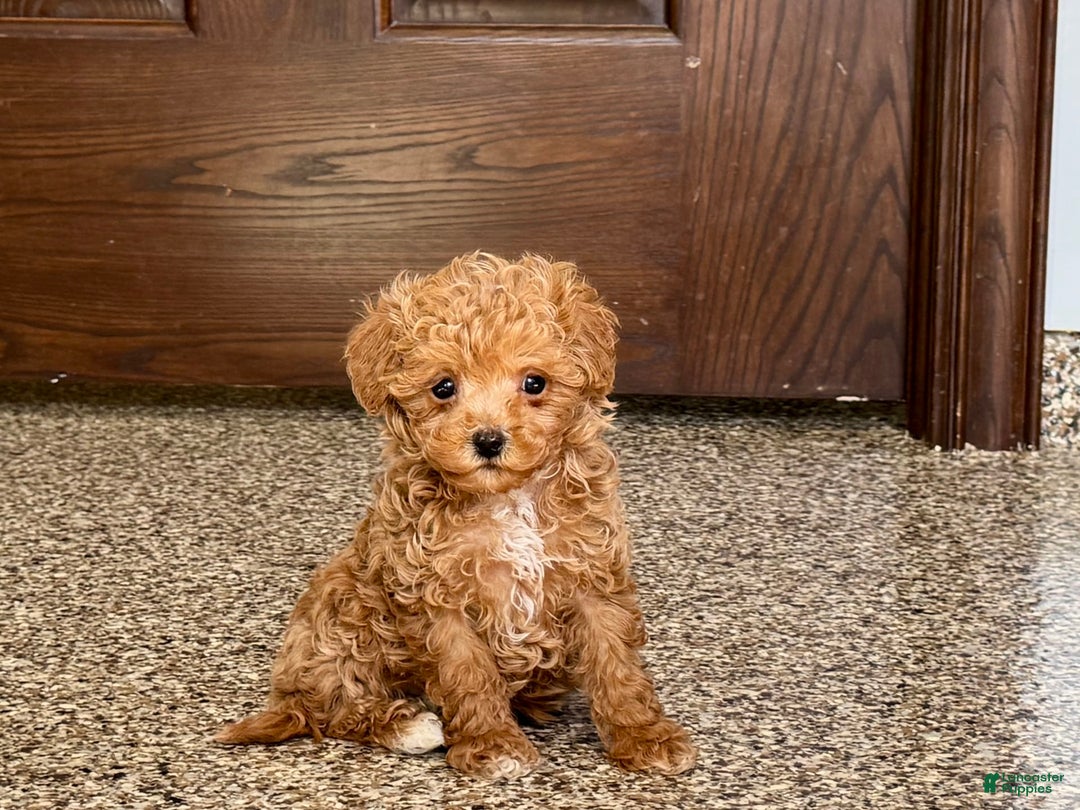 Maltipoo dogs for sale: Jordan - Image 3