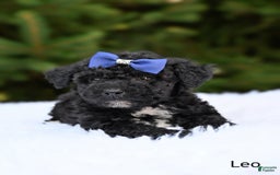 Bichpoo dogs for sale: Leo - Image 3
