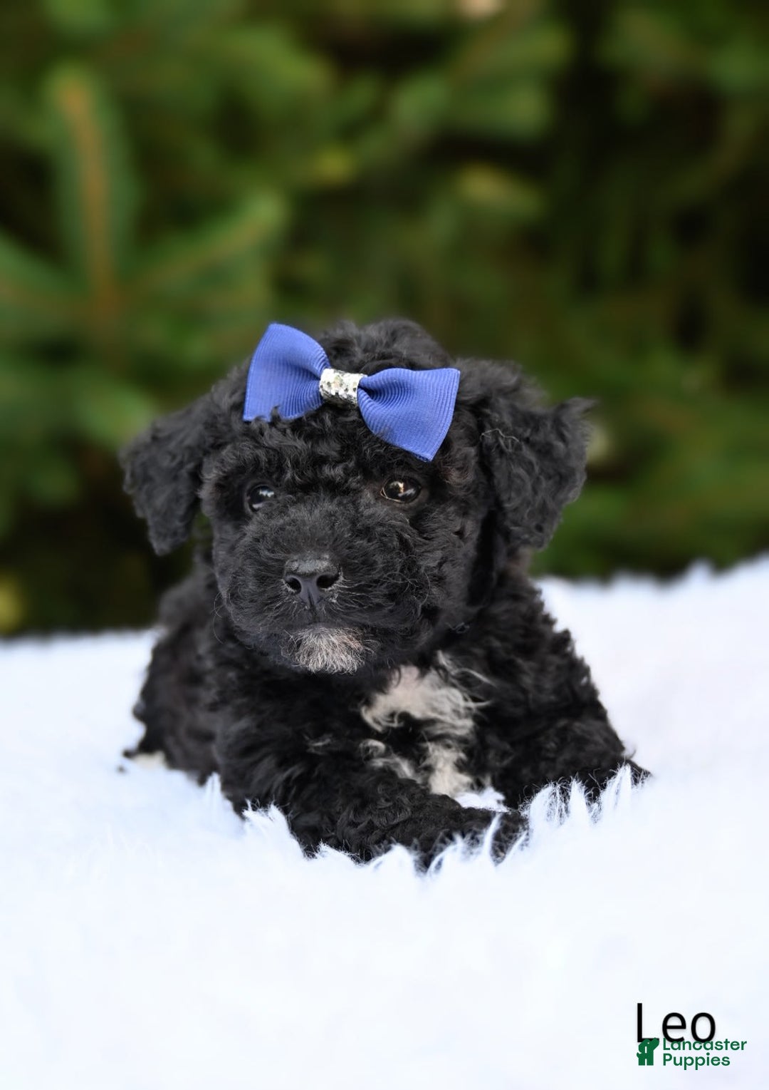 Bichpoo dogs for sale: Leo - Image 3