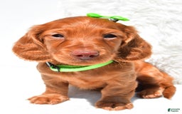 Dachshund dogs for sale: Konrad - Image 6