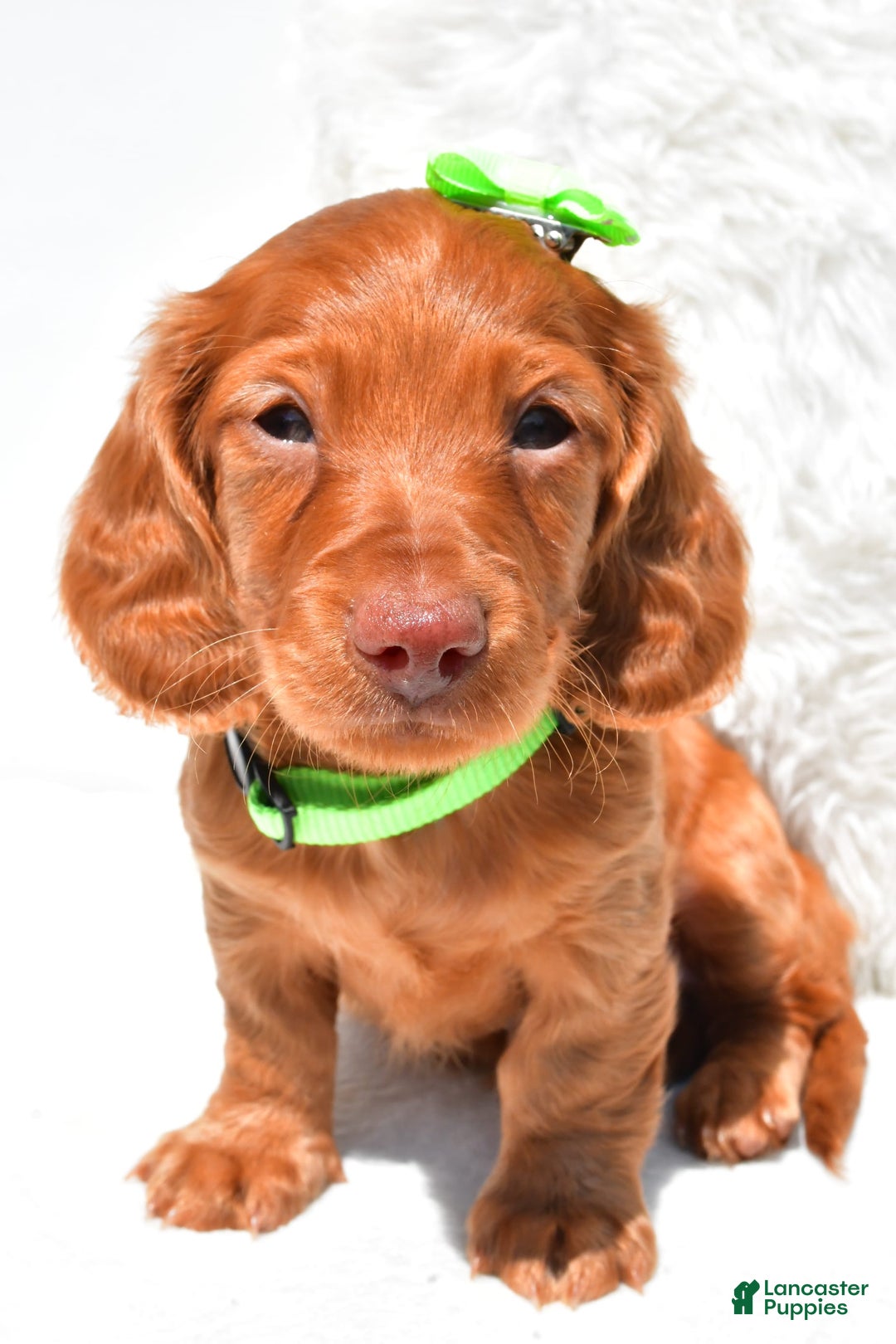 Dachshund dogs for sale: Konrad - Image 6