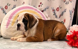 English Bulldog dogs for sale: Delight 0422 - Image 4