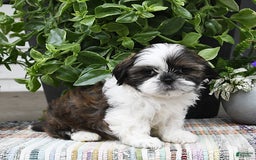 Shih Tzu dogs for sale: Spencer - Image 15