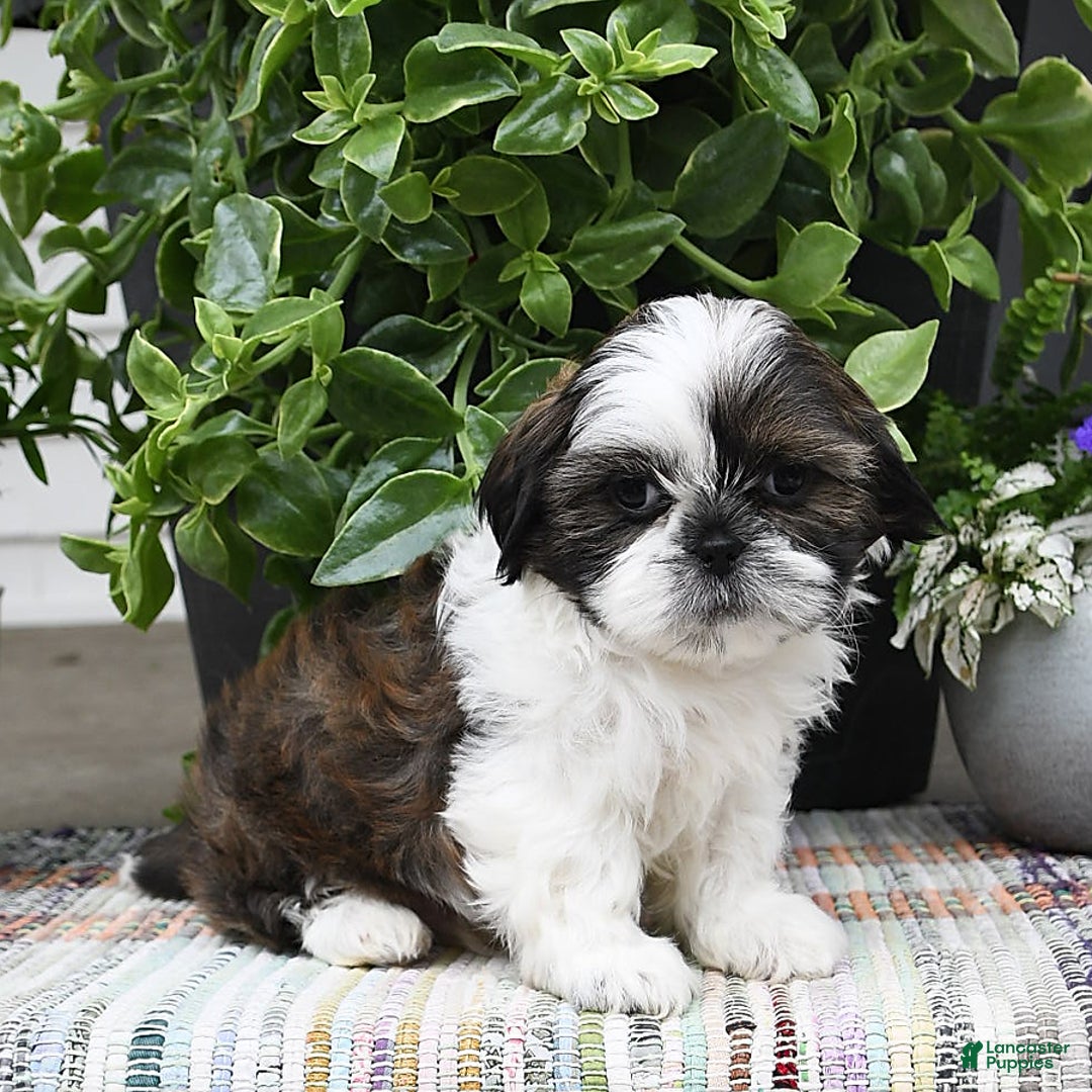 Shih Tzu dogs for sale: Spencer - Image 15