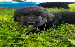 Newfoundland dogs for sale: Newfoundland 2 puppies - Image 7