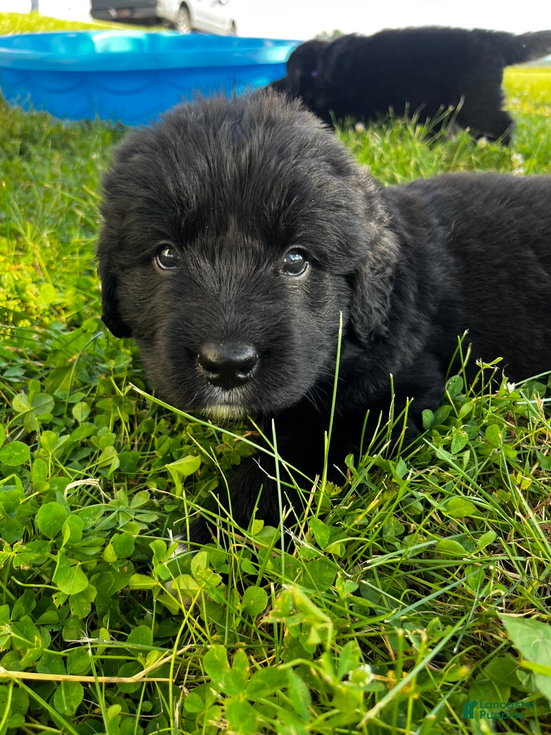 Newfoundland dogs for sale: Newfoundland 2 puppies - Image 7