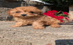 Cavapoo dogs for sale: Kobe - Image 5