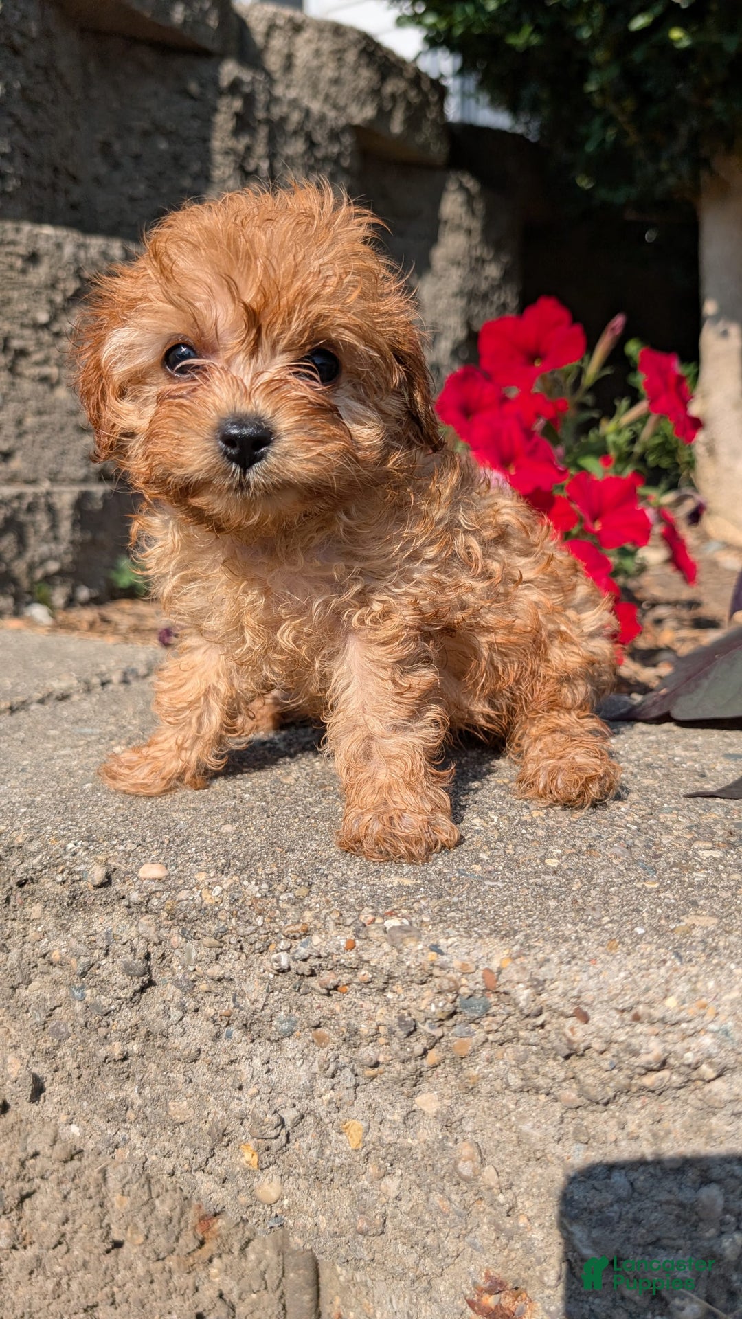 Cavapoo dogs for sale: Kobe - Image 5