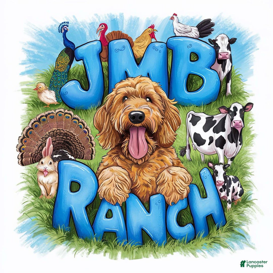 Standard Poodle dogs for sale: Trixie Orange Collar Poodle - Image 1