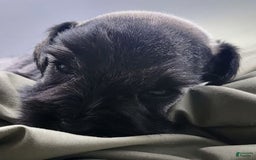 Miniature Schnauzer dogs for sale: Walter - Image 9