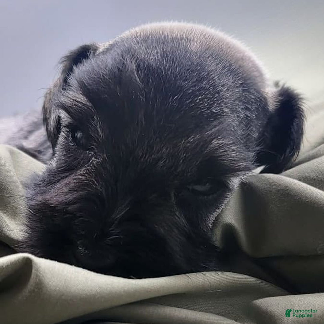 Miniature Schnauzer dogs for sale: Walter - Image 9