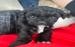 Shihpoo dogs for sale: Juno - Image 1