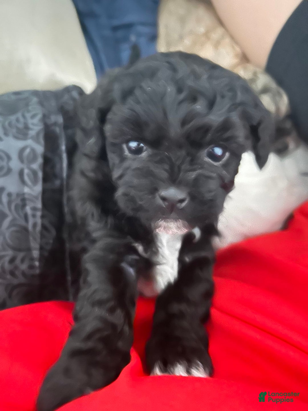 Shihpoo dogs for sale: Juno - Image 1