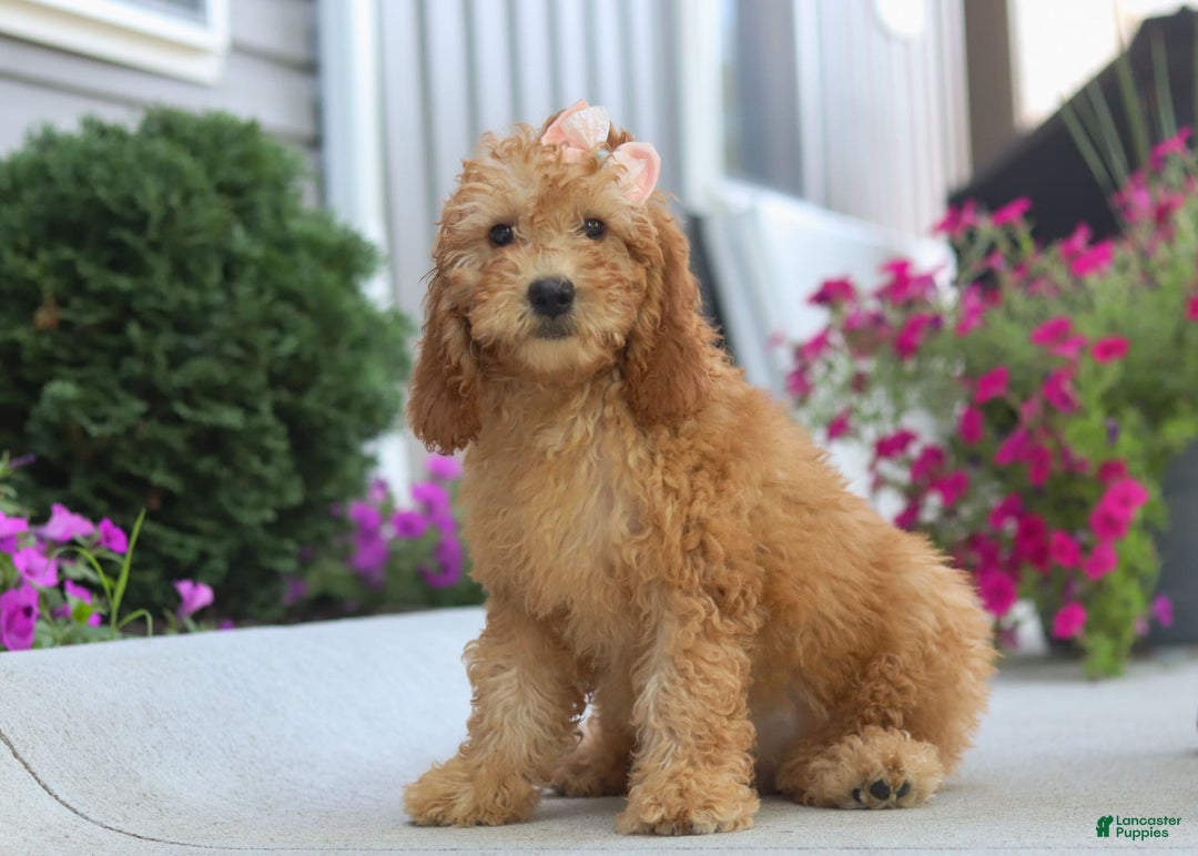 Goldendoodle dogs for sale: Sierra - Image 3